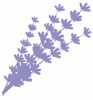 Lavender / Sleep Formula